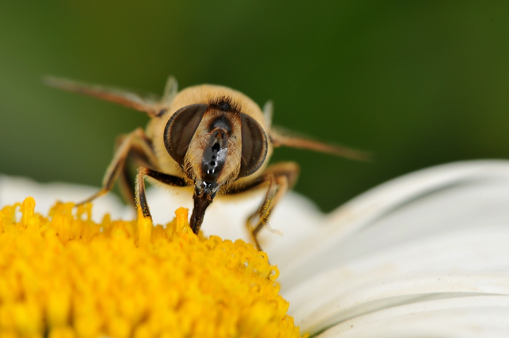 Schwebfliege