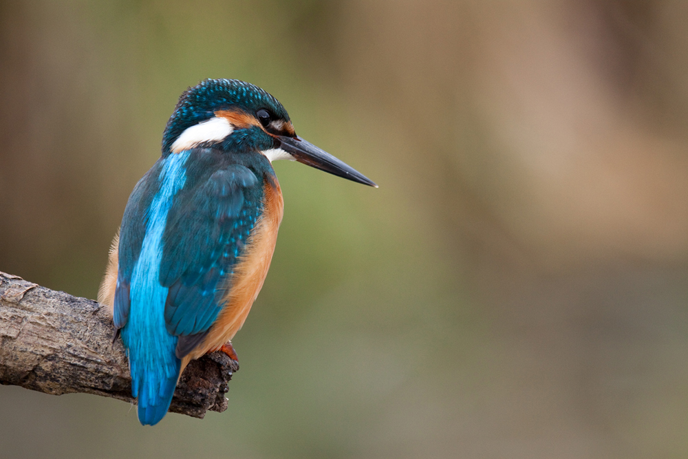 Eisvogel