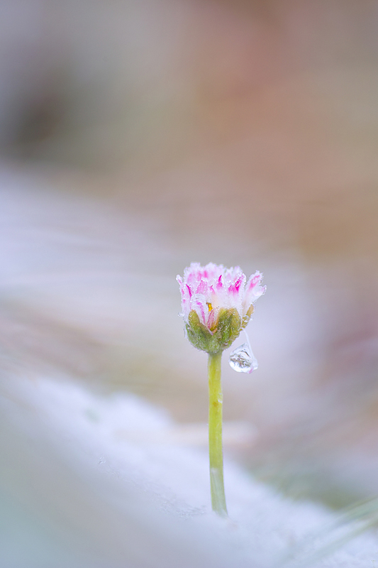 Gänseblümchen im Dezember......