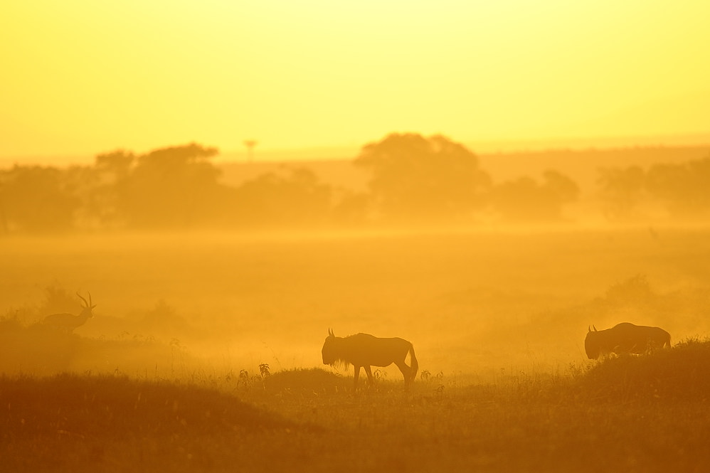 Sonnenaufgang mit Gnuhs und Antilope