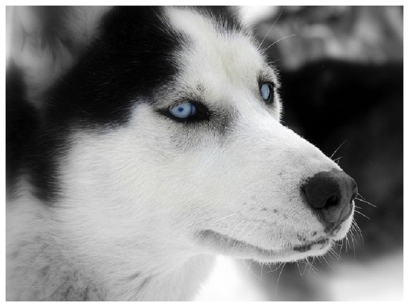 Blaue Augen