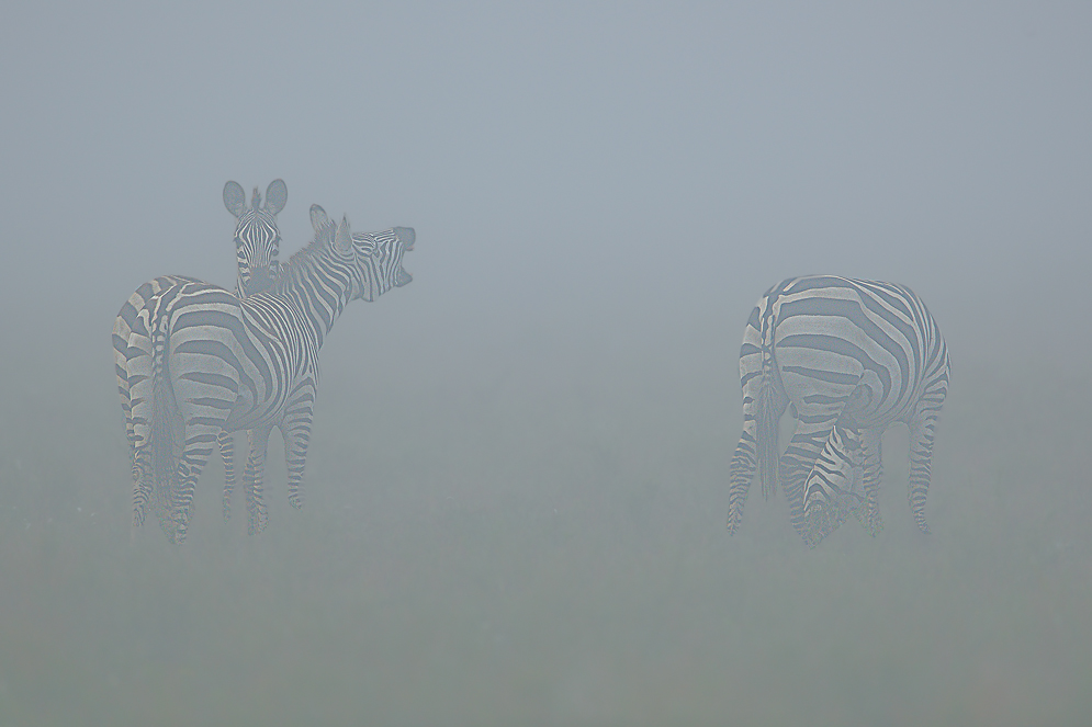 Steppenzebras im Morgennebel