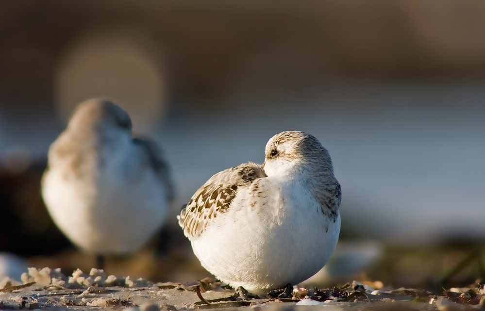 Sanderlinge in der Abendsonne