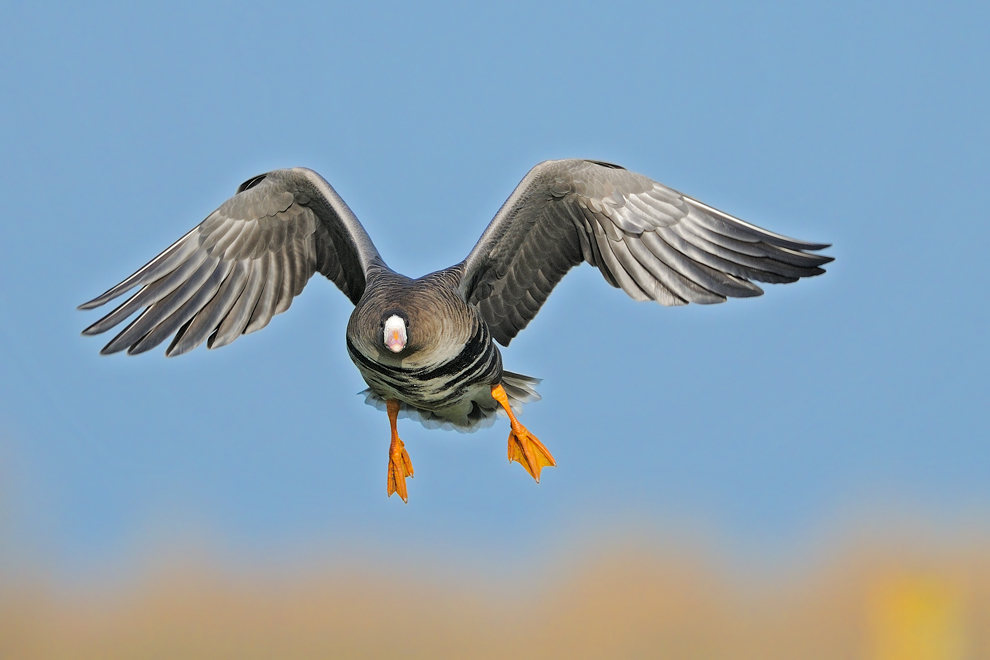 Anfliegende Blässgans