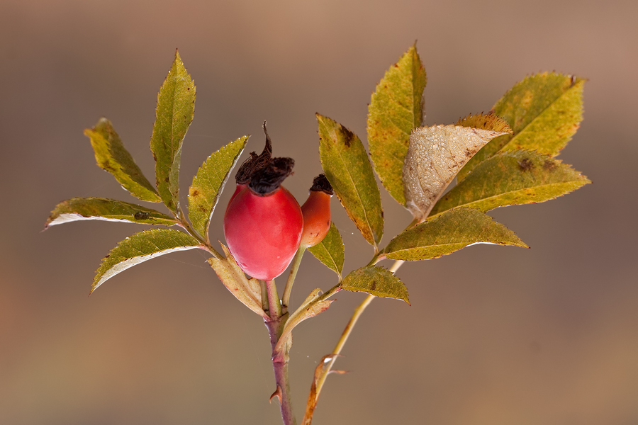 Hunds-Rose (Rosa canina) mit Hagebutten