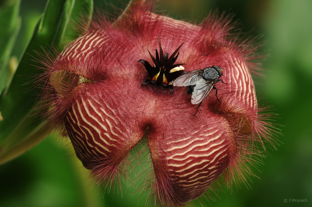 Schöner Gestank – Aasblume mit Besucher