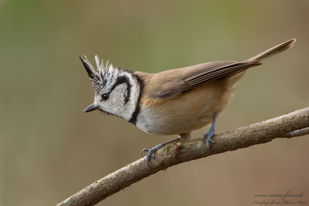 Haubenmeise (Lophophanes cristatus)