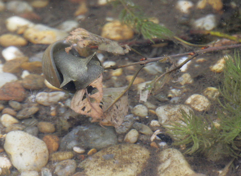 Spitzschlammschnecke
