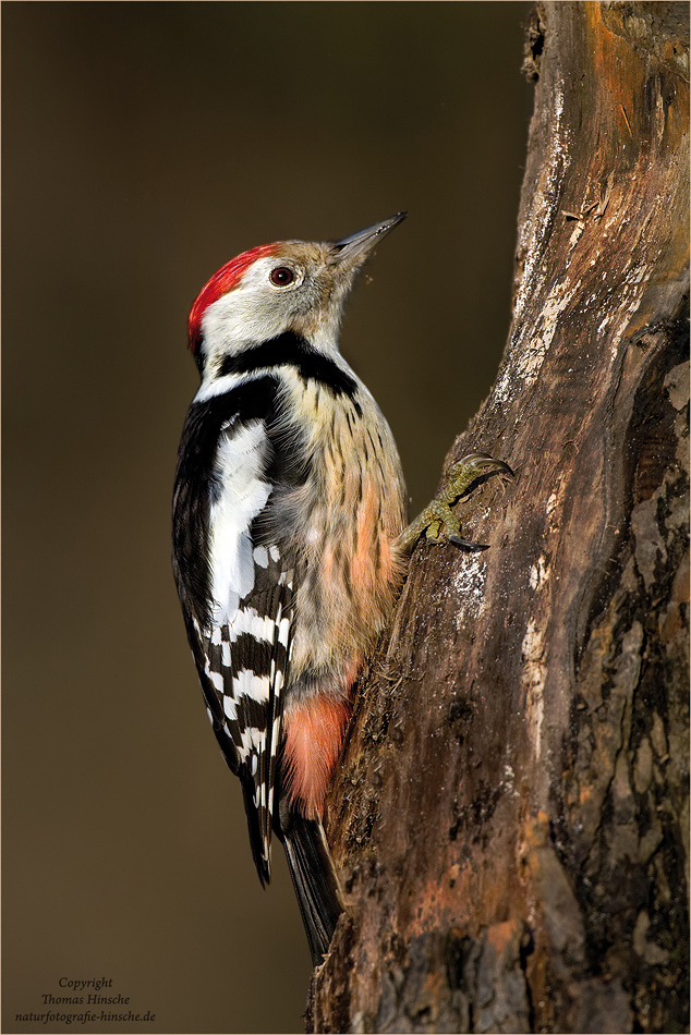 Mittelspecht (Forum für Naturfotografen)