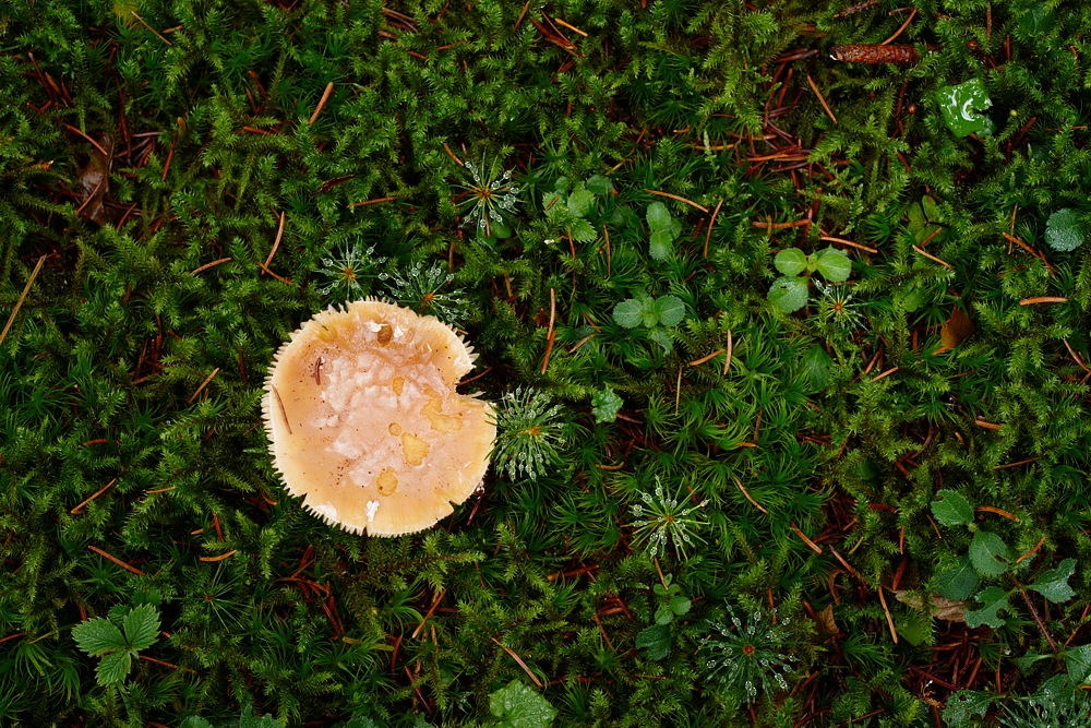 Pilz im Grünen