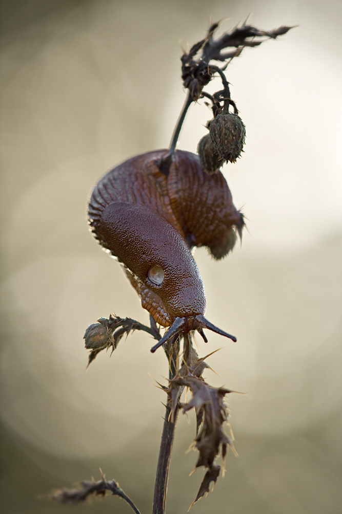 Rote Wegschnecke Arion rufus