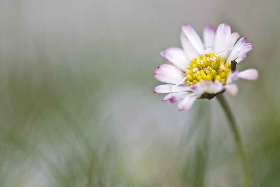 Eisblume