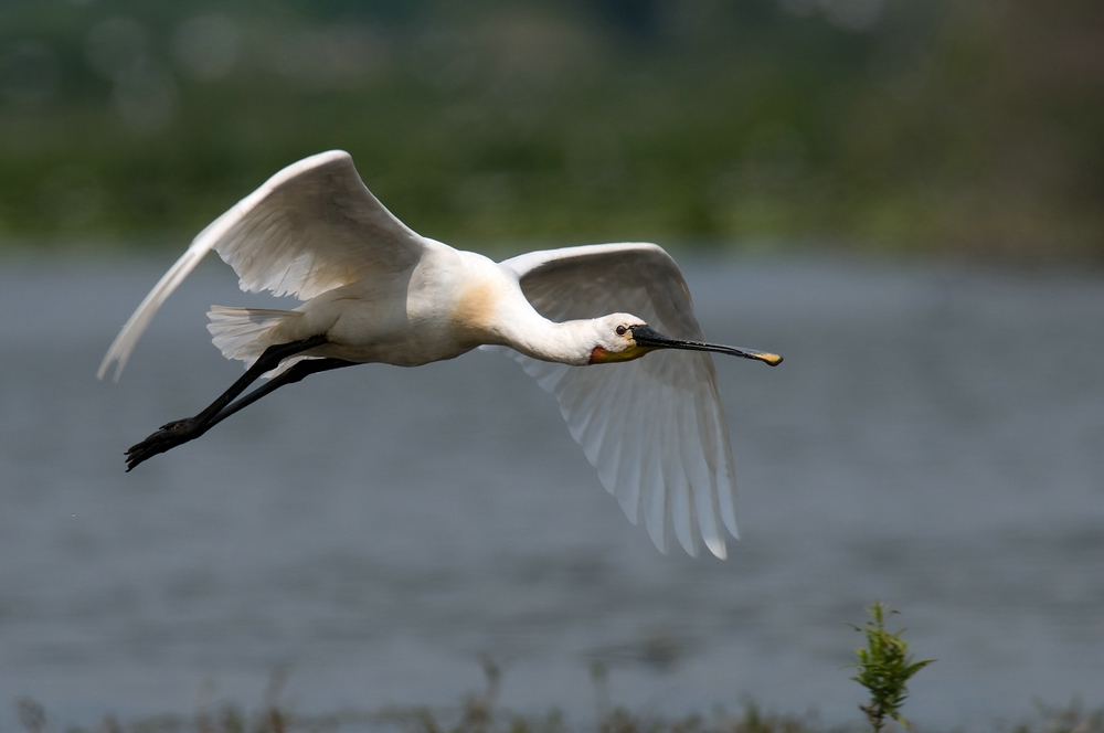 Löffler im Flug