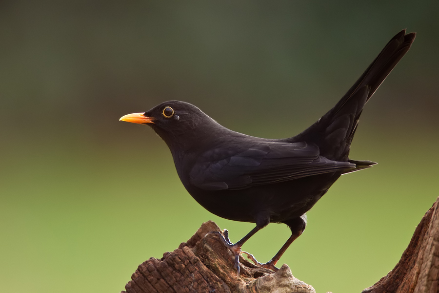 Amsel ♂ (Turdus merula) im Gegenlicht