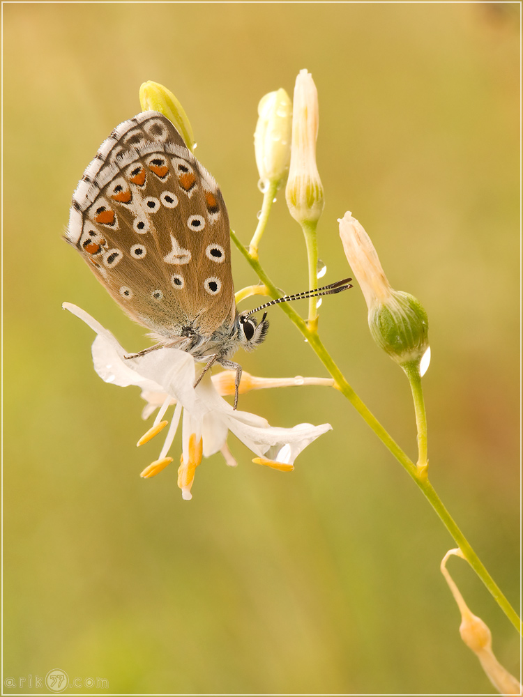 Silbergrüner Bläuling - Polyommatus coridon