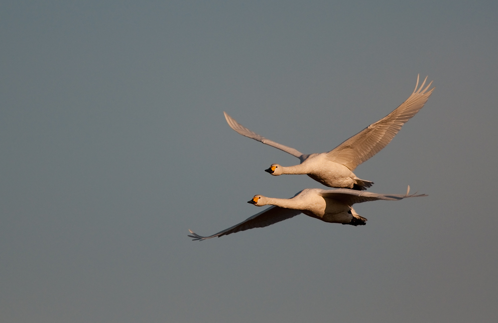 Zwergschwäne im Flug