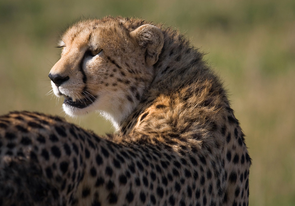 Gepard