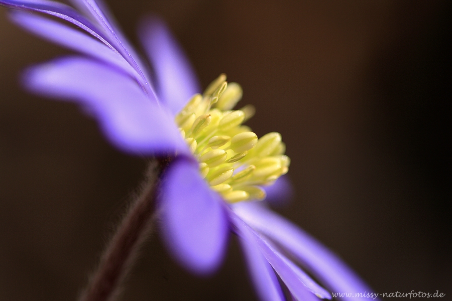 Lila Anemone