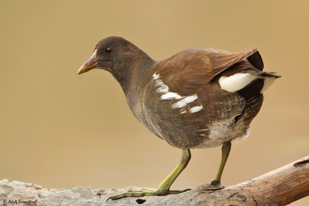 Teichralle (Gallinula chloropus) Teenager