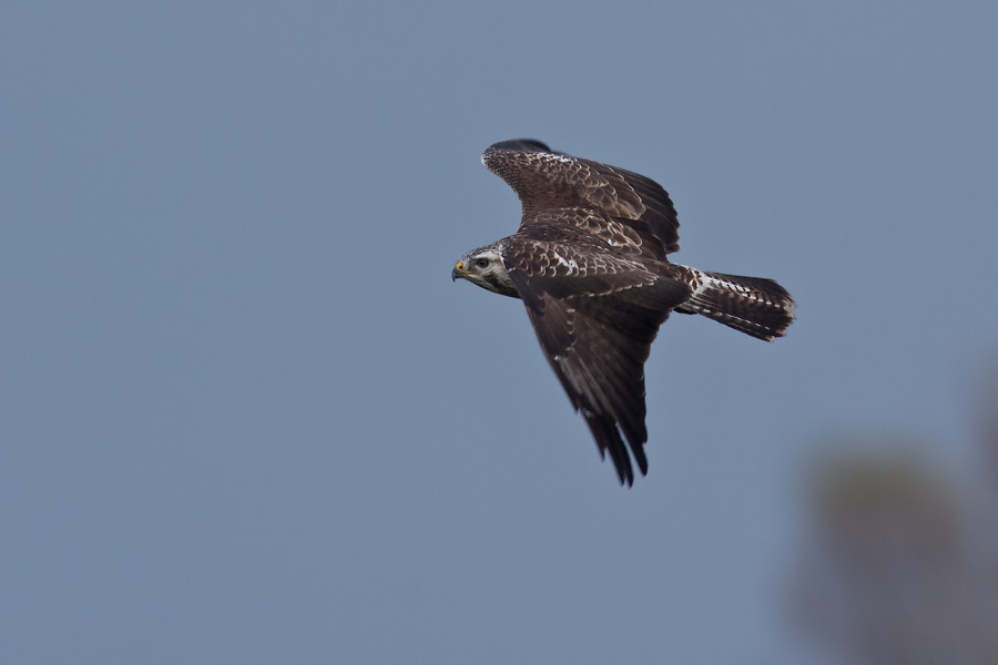 Mäusebussard (Buteo buteo)