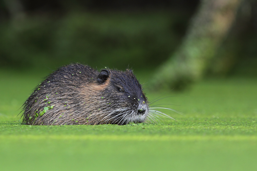 Nutria
