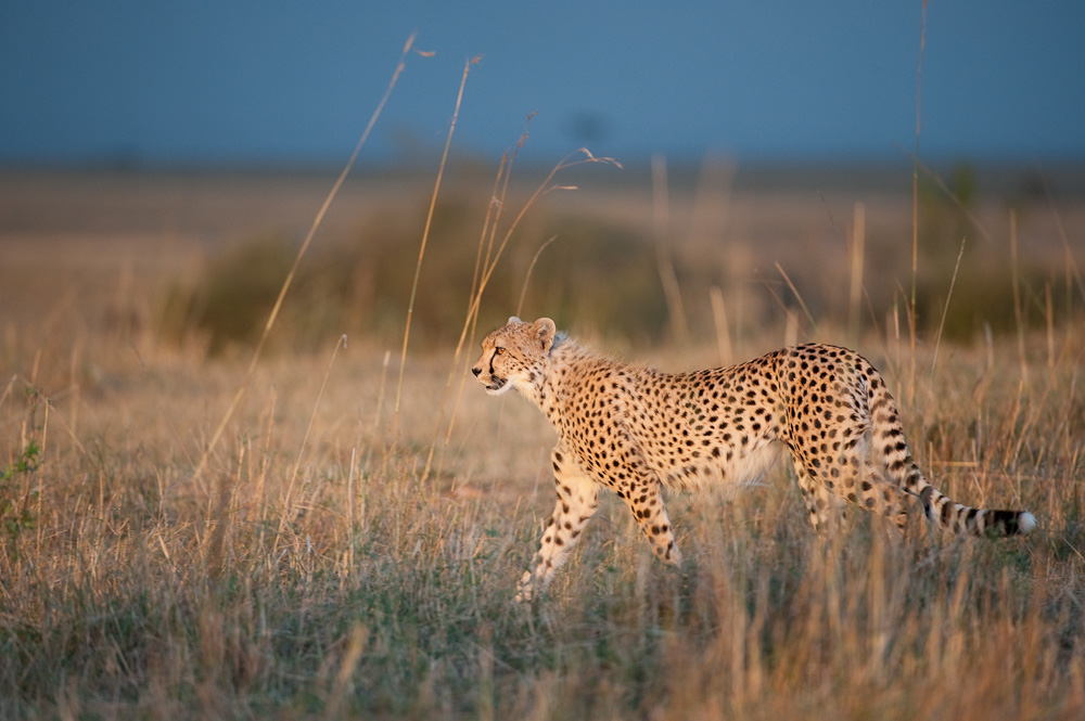 Cheetah im letzten Abendlicht