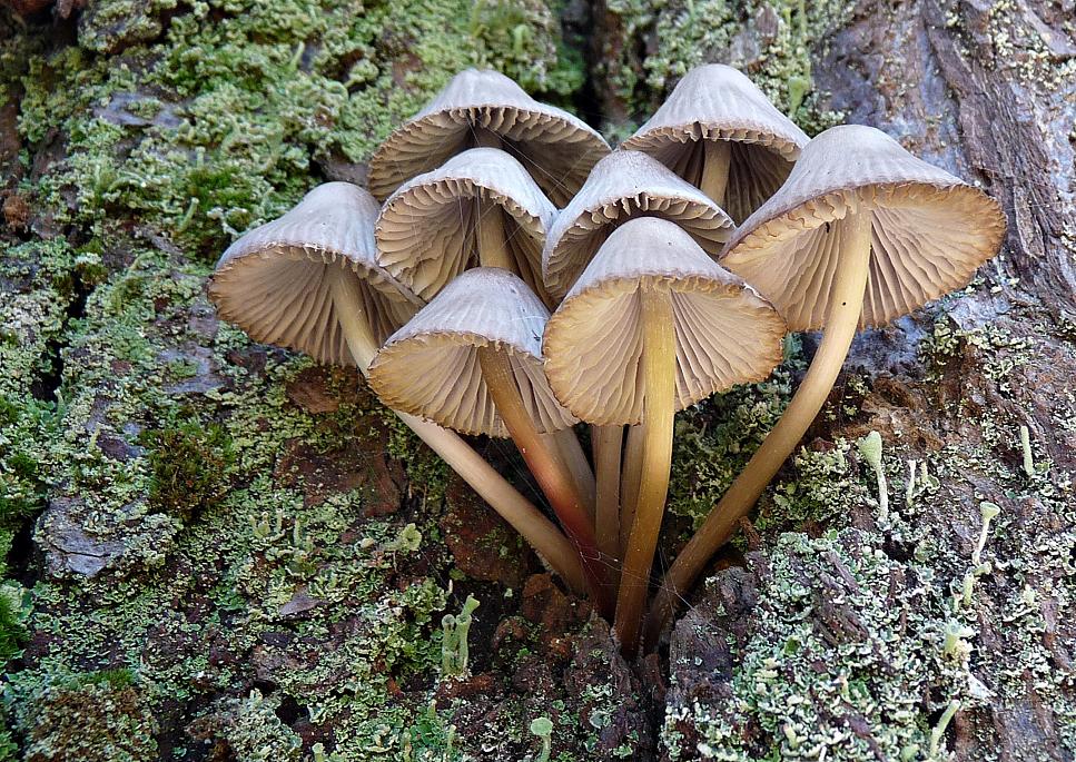 Unters Pilz-Röckchen geschaut
