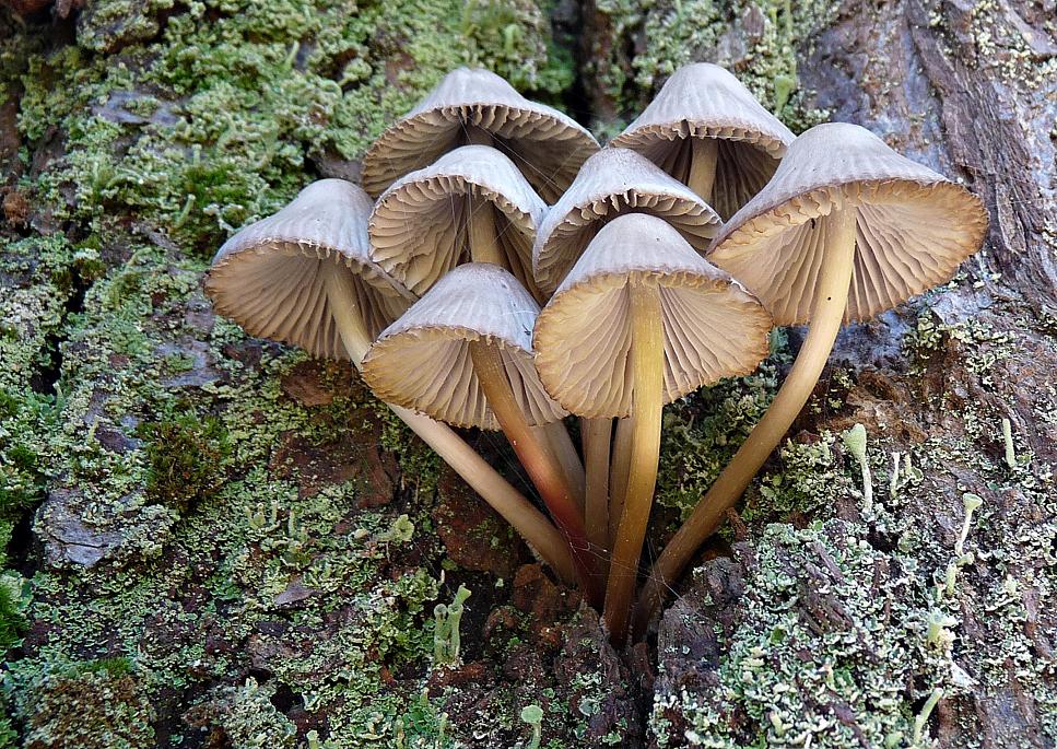 Unters Pilz-Röckchen geschaut