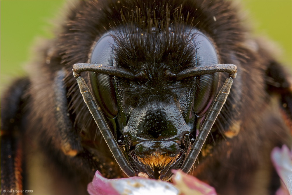 Ackerhummel (Bombus pascuorum)