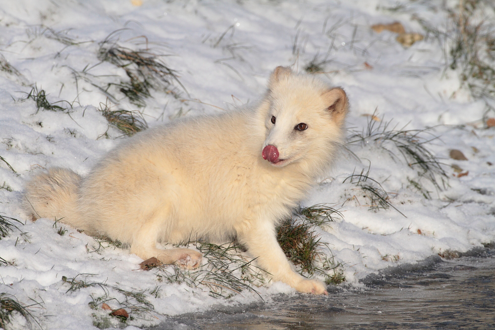 Polarfuchs