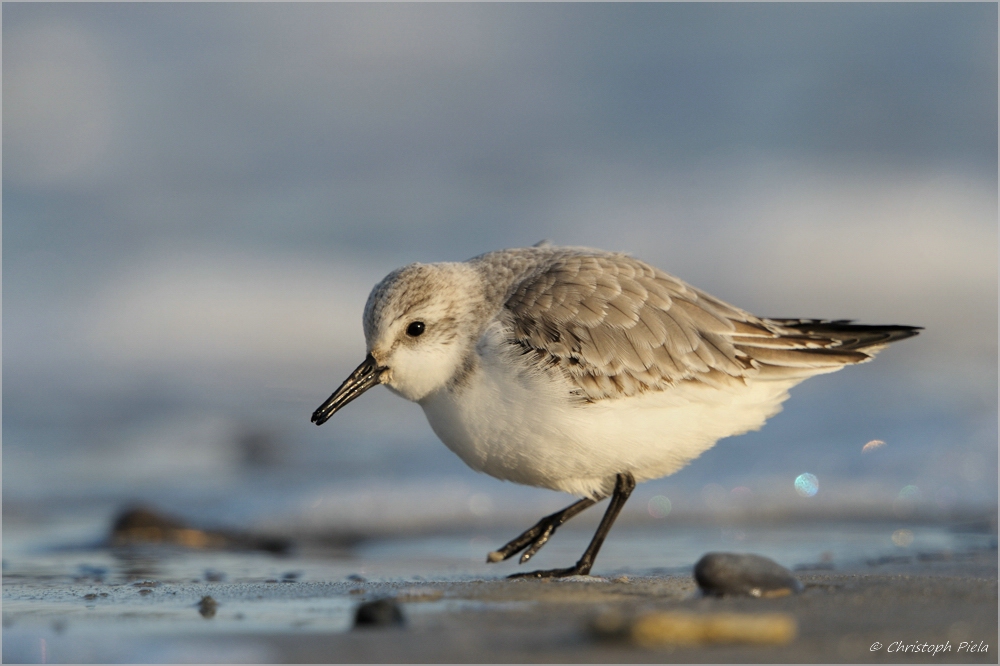 Sanderling (Calidris alba)