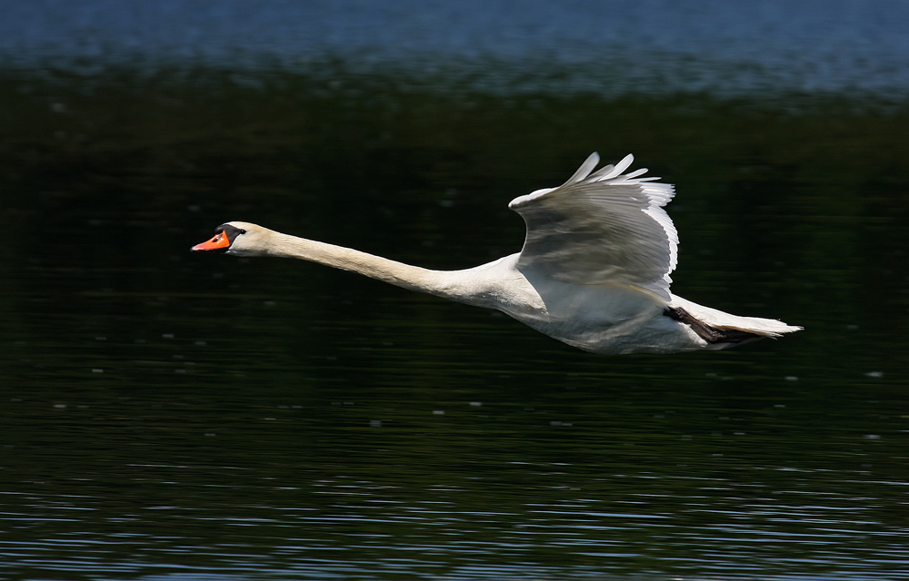 Concorde