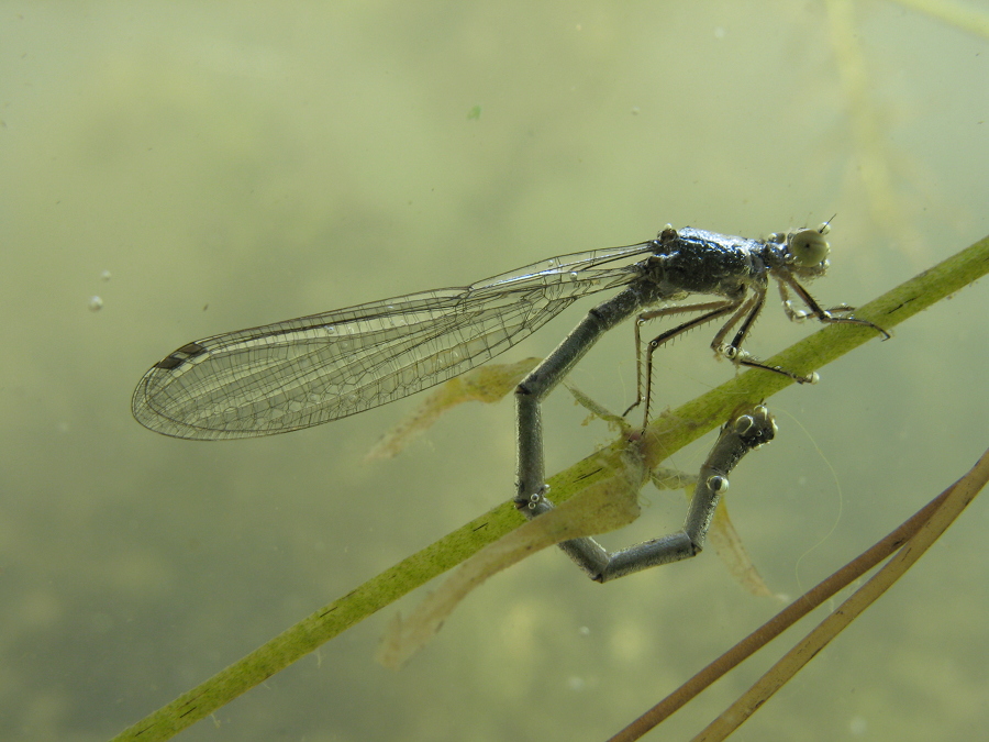 Libelle bei der Eiablage