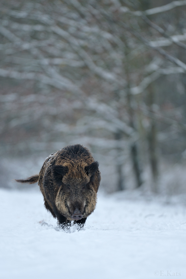 Wild boar