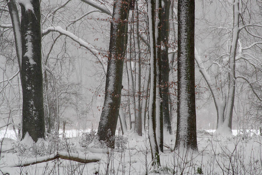 Am Waldrand (Forum für Naturfotografen)