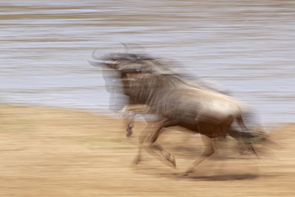 Migration