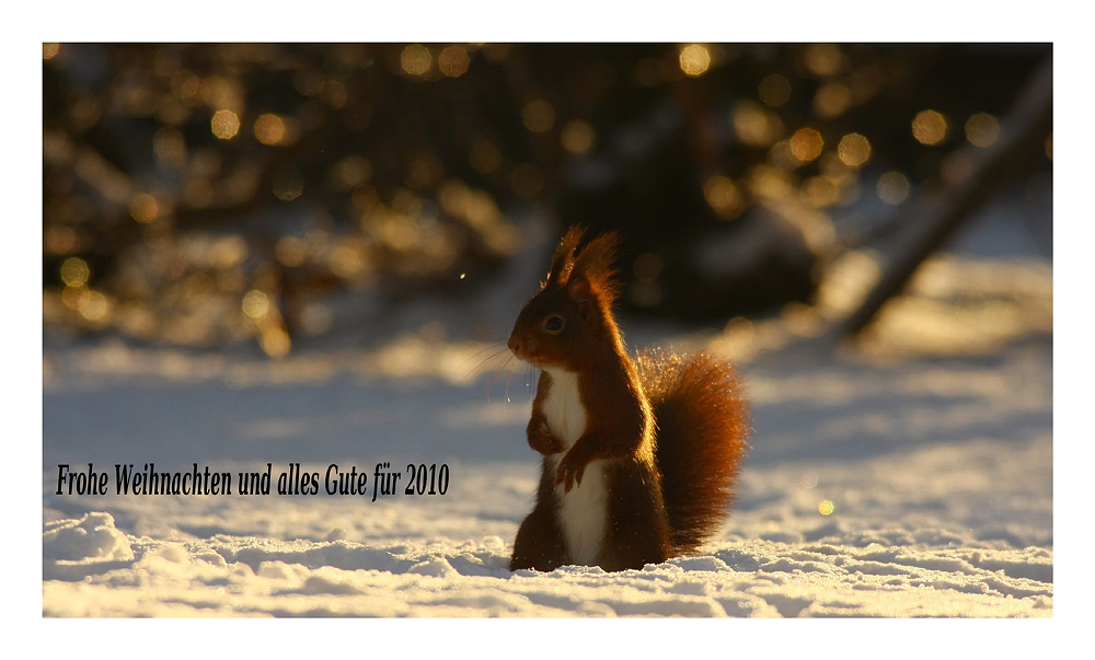 Frohe Weihnachten