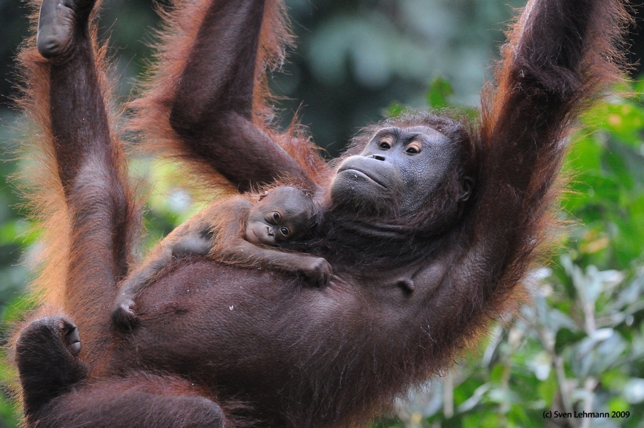 Orang-Utan / Sepilok Orangutan Rehabilitation Centre / Sabah