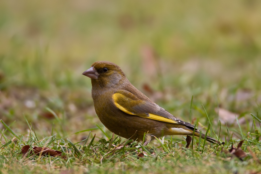 Grünfink (Carduelis chloris)