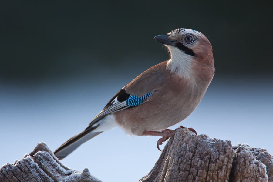 Eichelhäher (Garrulus glandarius)