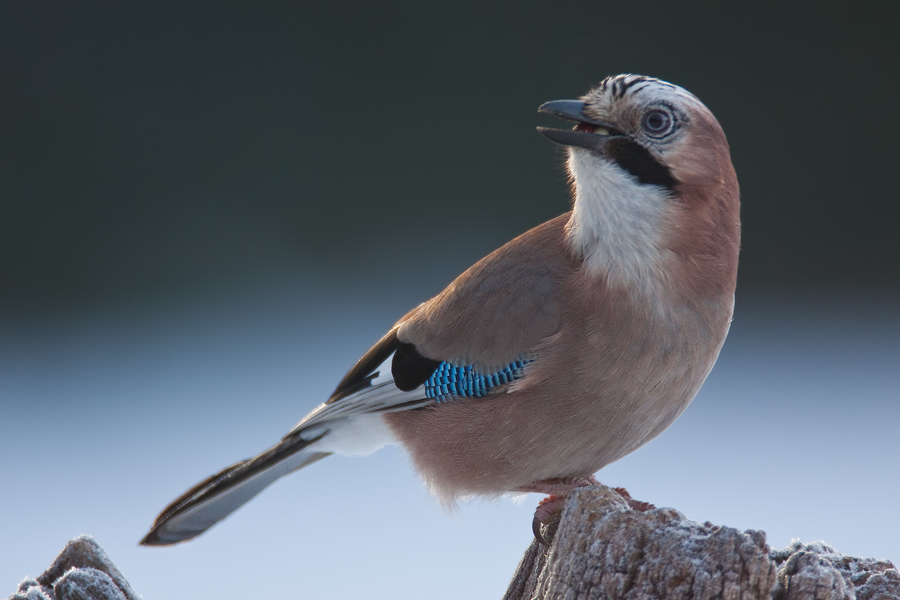Eichelhäher (Garrulus glandarius) II