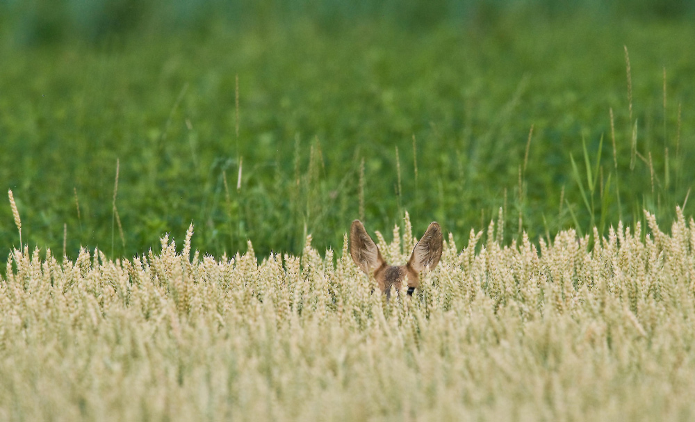 Durchblick