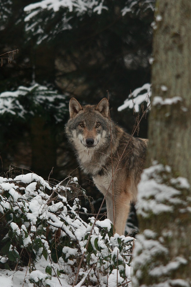 Wolf im Schnee