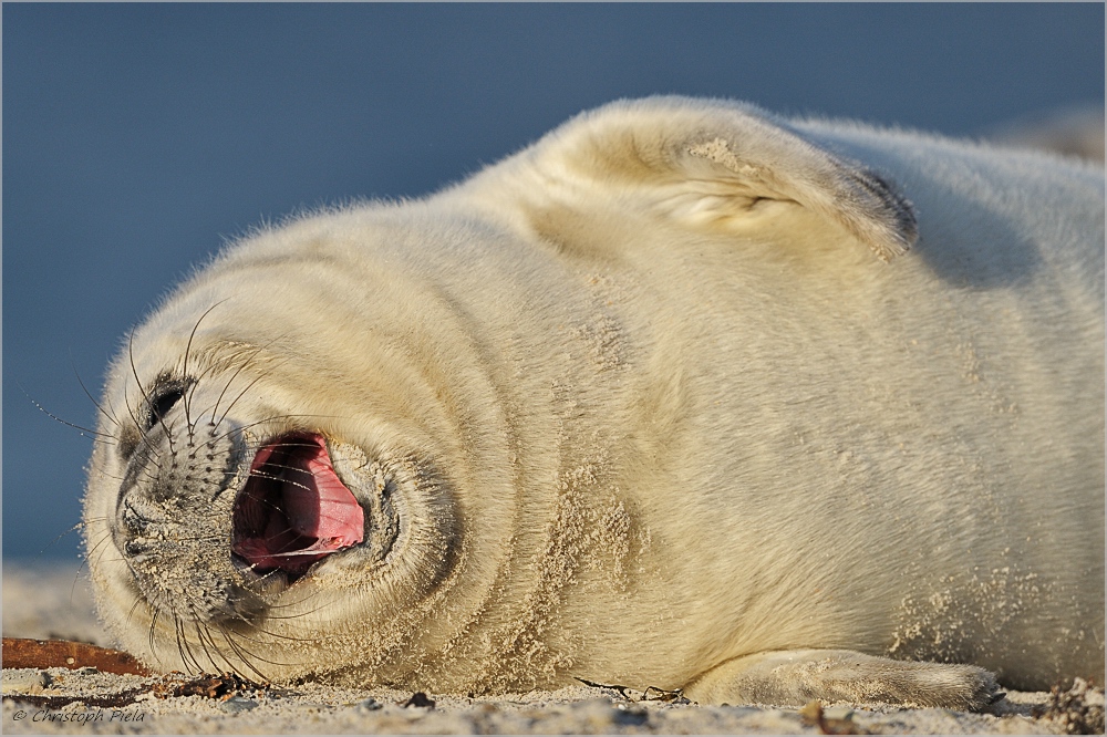 Kegelrobbe (Halichoerus grypus)