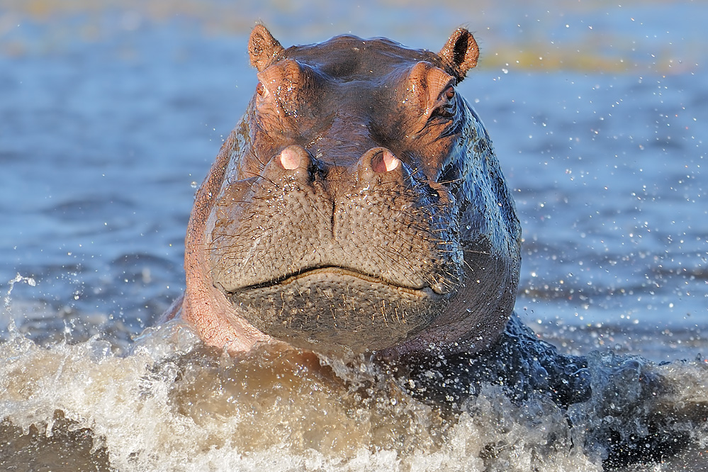 Angreifender Flusspferdbulle