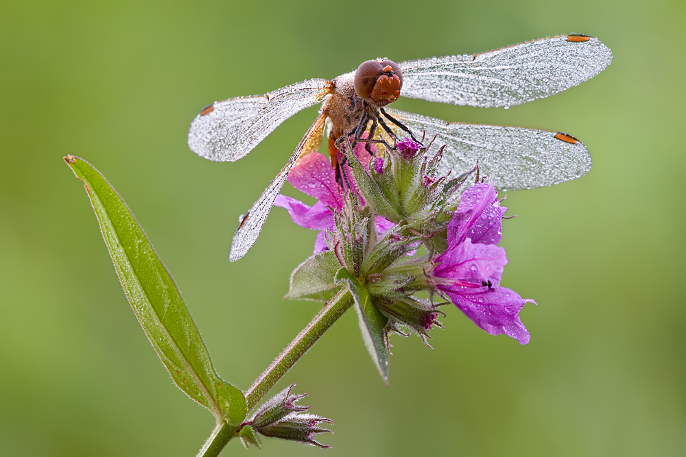 Die Gefleckte Heidelibelle Sympetrum flaveolum