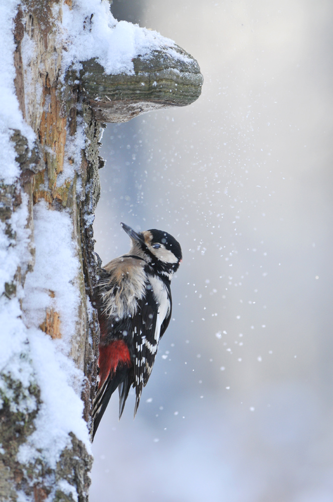 ~Unter der Schneedusche~