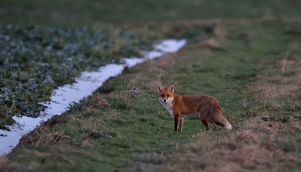 Rotfuchs( Vulpes vulpes)