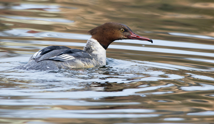 Gänsesäger