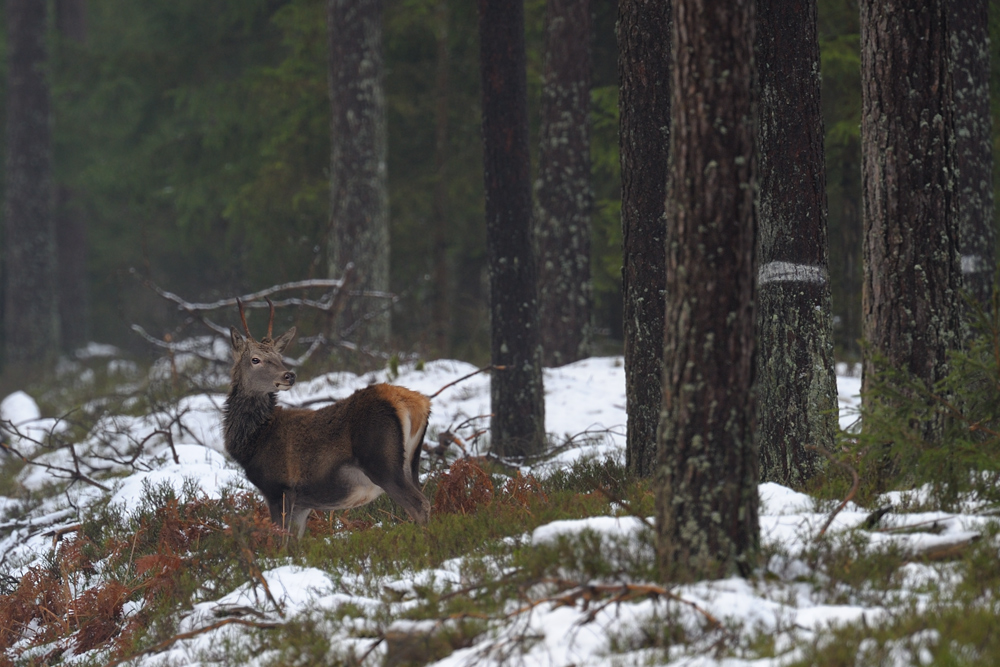 junger Rothirsch im Wald
